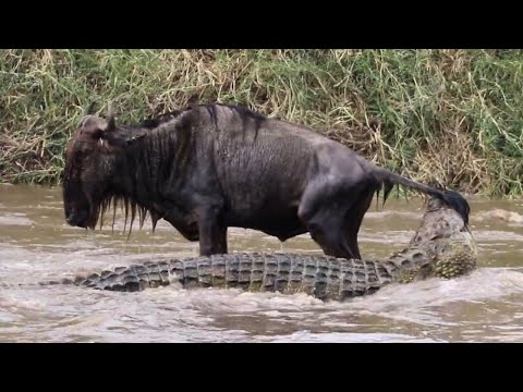 Top 5 Crocodile Fails (Turtle Escape, Otter Fights & More)