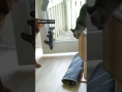 Dog learns to use the door (and tricks the cat)