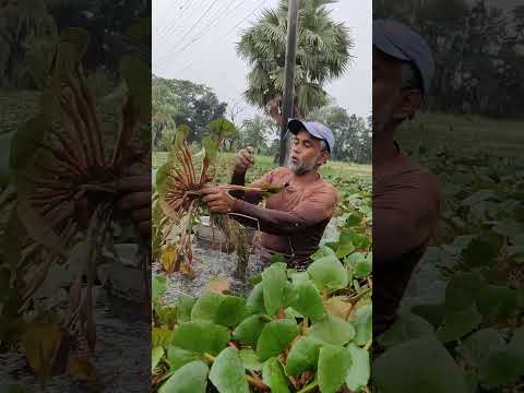 পানিতে নতুন ফল উৎপাদন করে সাবলম্বী হচ্ছে কৃষক।