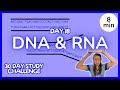 Exploring DNA and RNA Concepts