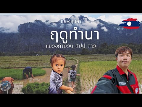 🇱🇦ฤดูทำนาบรรยากาศหลักล้านเมืองคูนคำแขวงคำม่วนสปปลาว