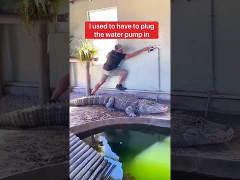 تمساح عملاق جاء لتفريغ الماء من الجسر 🚰⚡🤩!! #shorts #ytshorts #trending #facts #jaidmeel #aliza