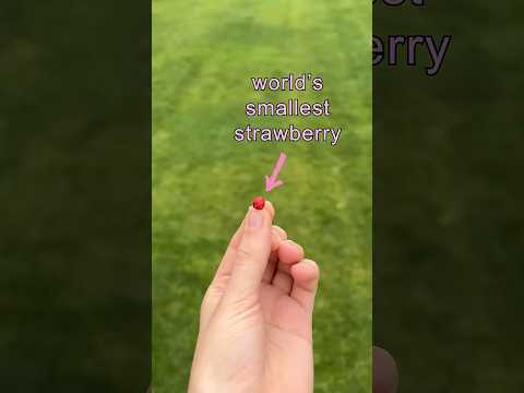 trying the world's smallest strawberry