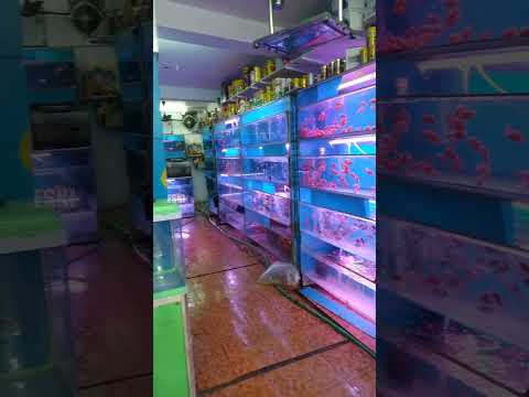 Assassin Snail Vangiyachu 🐌To Control Pest Snails | ESKI YT