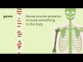 Understanding Genes and Their Functions
