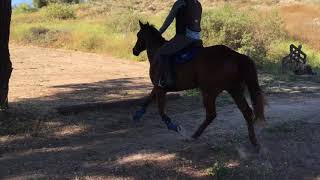 Madi & Bambi 1st XC