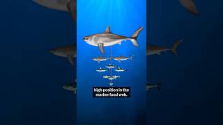 Every week was Shark Week for Megalodon