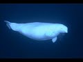 Marine Life Behavior and Characteristics