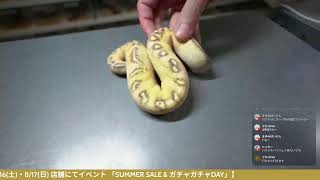 エッグカット　バナナエンチクラウン