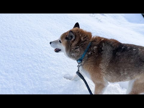 【大寒波】初めての大雪にお目目まんまるな猫と柴犬の大家族