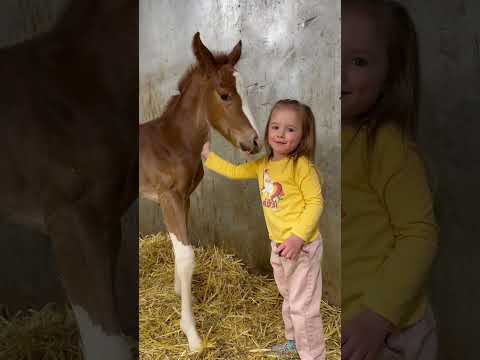 Grateful she got to read to her foal ๐ฅน #horse #equestrian #horselover #farming