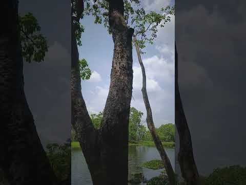 Nepal 20 hajari taal #youtubeshorts #trending #shorts #vlog