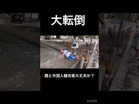 大転倒、鹿と外国人観光客大丈夫か？🫎奈良公園▶️クリックするとロングバージョンに移行します