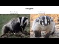 Mustelid Species and Behaviors