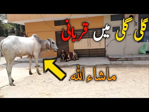 Aj Gali Gali Mein Jakar Qurbani Ke Janwar Dekhe  Akhri Wala Janwar Zarur Dekhe 😊