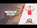 Exploring the Muscular System in IB SEHS
