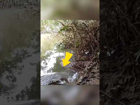 Hampir Diterkam Buaya Saat Mancing