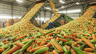 World's Largest Sweet Corn Cultivation Farm - Harvest & Processing Process   How Tortilla Chips Made