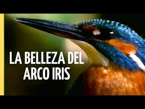 La Magia de los Pájaros Arco Iris: Adaptación y Belleza