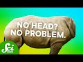Evolutionary Concepts and Adaptations