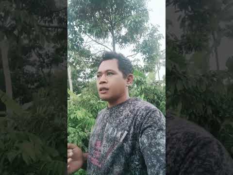 Waspada❗Merawat Pohon Durian Di Musim Hujan#kebundurian