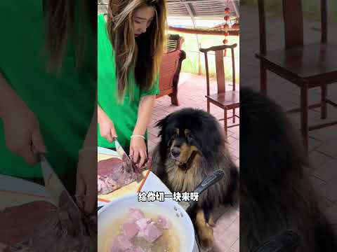 🐶加布：我好像也没那么想吃  #dog #pets #藏獒 #加布 #萌宠 #宠物 #tibet #tibetanmastiff  #shortsvideo