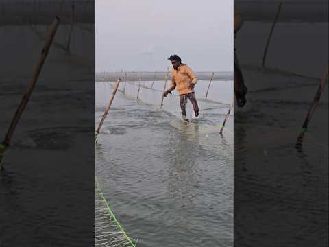 जाल में फांसी बहुत बड़ी मछली तो बड़ी मछली ने भाई को गिरा दिया #fishhunting2 #fish #fishing