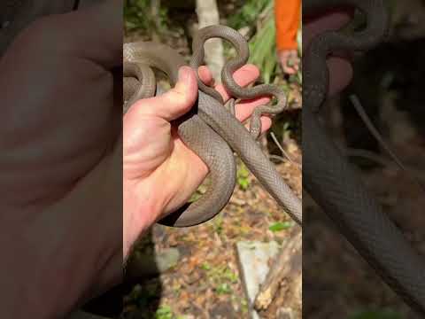 Finding Snakes in New Orleans!