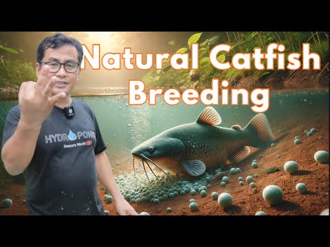 Natural Catfish Breeding: Proven Methods for Success