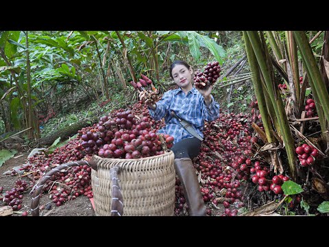 The fruit has medicinal properties and is a rare spice - Live at altitudes above 2000 meters