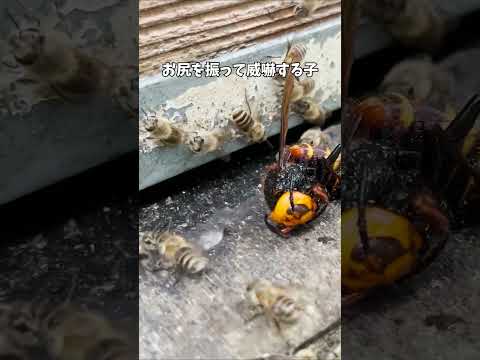 死んだオオスズメバチをミツバチの巣の前に置いてみたら...。私は京都の週末養蜂家！ #Shorts