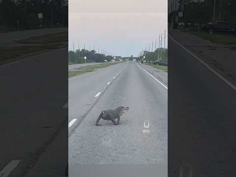 The Journey of a Tailless Crocodile