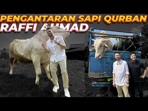 SAPI JUMBO SETIA FARM DIANTAR LANGSUNG BARENG GW! GAK MUAT TRUK?? 😳🔥
