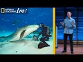 Shark Conservation and Misconceptions