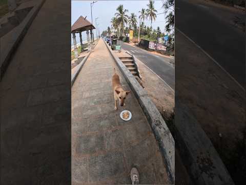 സങ്കടം തോണിക്കുന്ന നോട്ടം 🐶#fotopeedika #charlie #travel