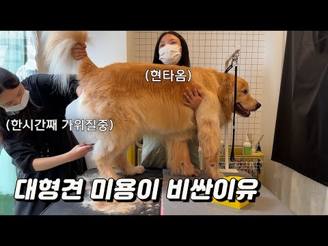 대형견 미용이 비싼이유(feat. 극한직업 강아지 미용사)