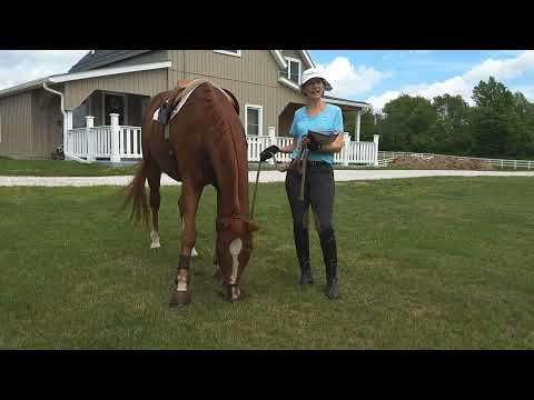 Becoming a Braver Rider - How Stay in the Saddle Helped Me