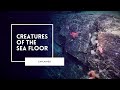Deep Sea Creatures and Their Adaptations