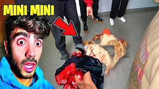 FEDE VIGEVANI ENCONTRÓ A MINI MINI ASÍ ⚰️ 💀 R.I.P