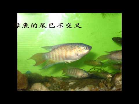 自然生命印象短片徵選-台灣的寶貝魚蓋斑鬥魚-徐詩凱 - YouTube