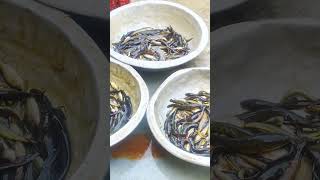 বিলের পাঁচমিশালি মাছ