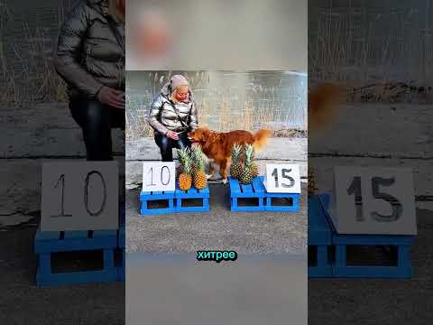 Собака Обманула Всех 👀 #shortvideo