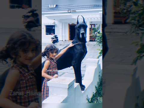 ചങ്കുറപ്പുള്ള ആരെങ്കിലും ഉണ്ടോ? 🥵 #dog #largedogs #doglover