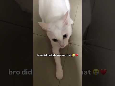 When Kittyo just chilling but you seen bro got itched