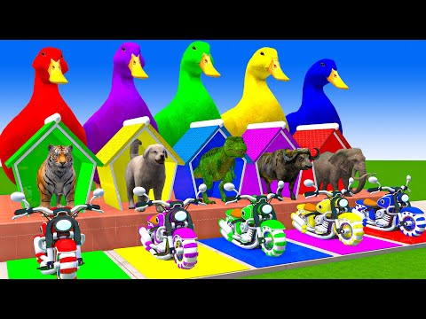 5 Giant Duck Cartoon,Cow,Lion,Tiger,Gorilla,Dog,Cat, Paint Wild Animals Crossing Fountain Animation