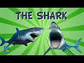 Shark Facts and Conservation Awareness