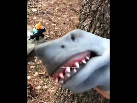 Shark Puppet defeats evil gnomes