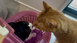人懐こい子猫と超甘えん坊の猫が出会うとこうなりました
