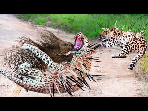 Deadly Prey! Foolish Leopards Were Stabbed To Death By Hundreds Of Thorns While Hunting Porcupine