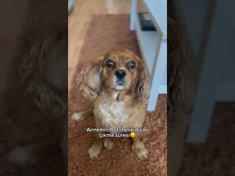 Bu kadınlar neden böyle?🤦‍♀️ Dediğine gönder.. #köpekvideoları #dog #shots